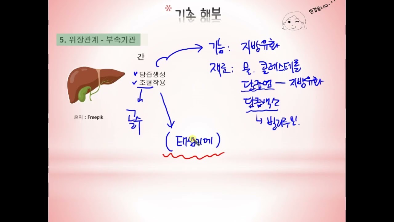 기초간호(기초해부)