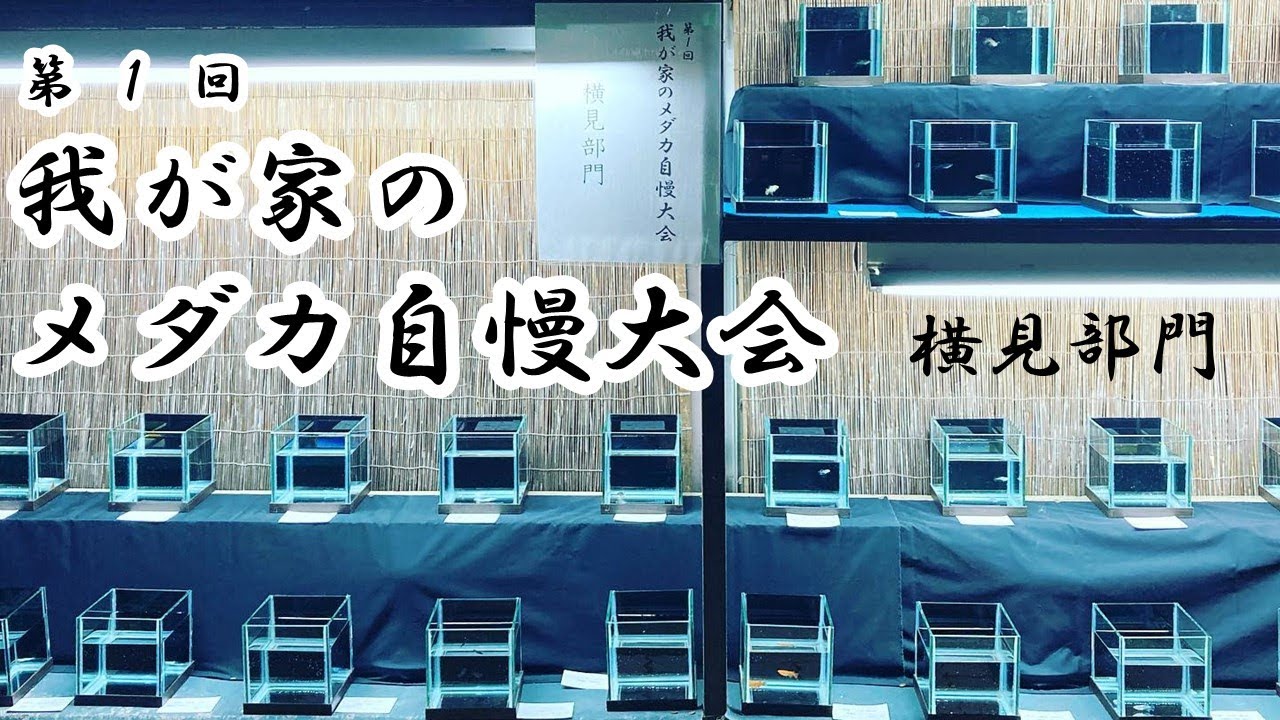 【公式版】第１回我が家のメダカ自慢大会　横見部門出品メダカ