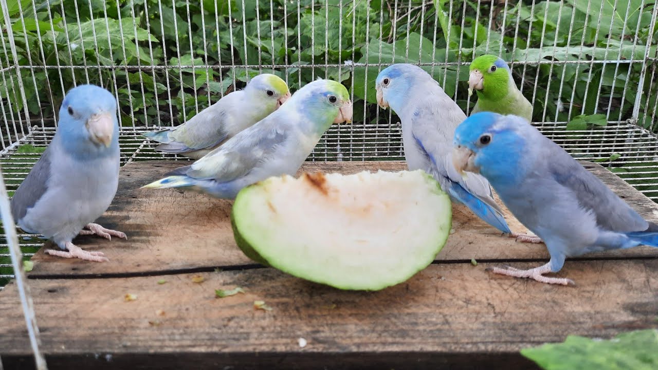 forpus in the forest morning bird Song forpus parrot bird have breakfast Nature relaxing Sound