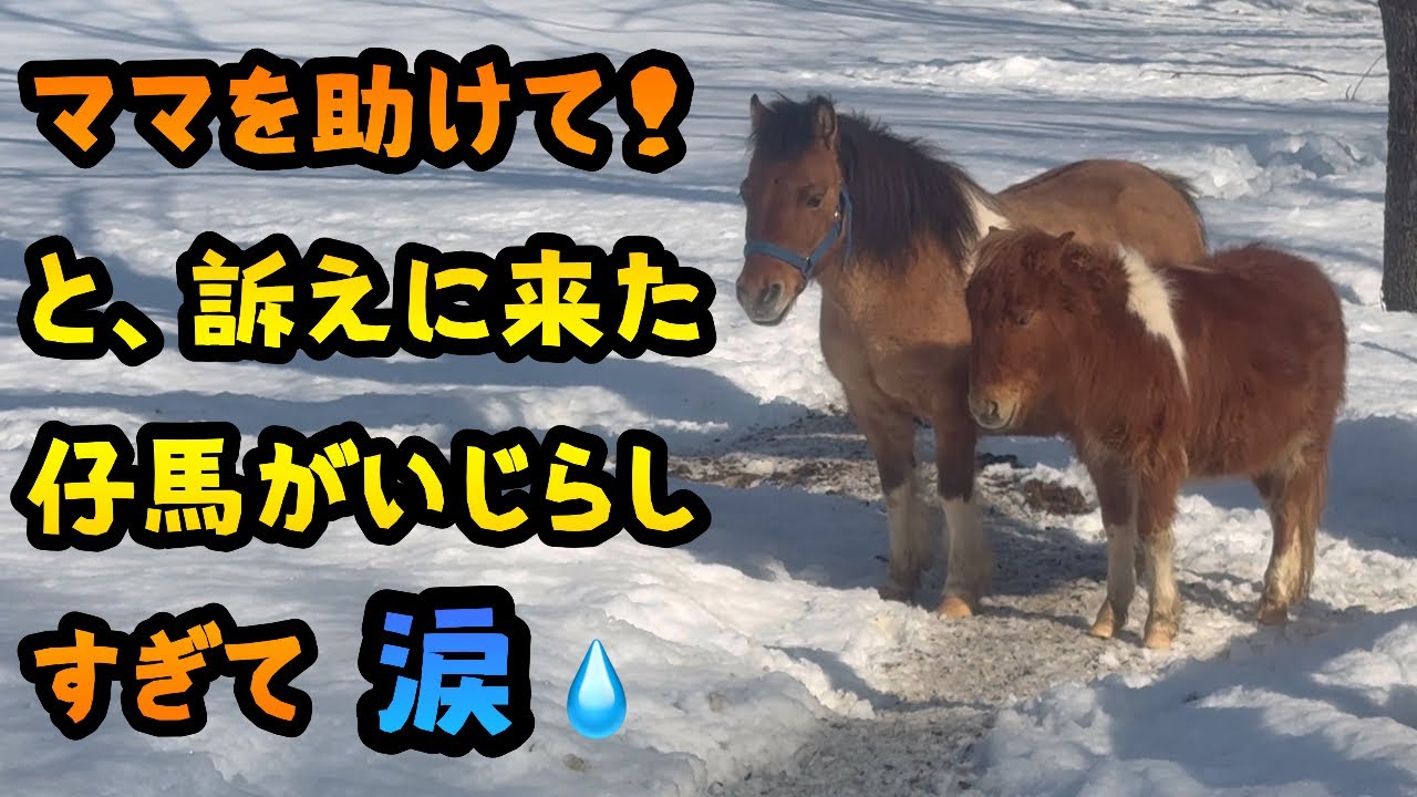 【馬】ママを助けて！と訴えに来た仔馬がいじらしすぎて涙💧