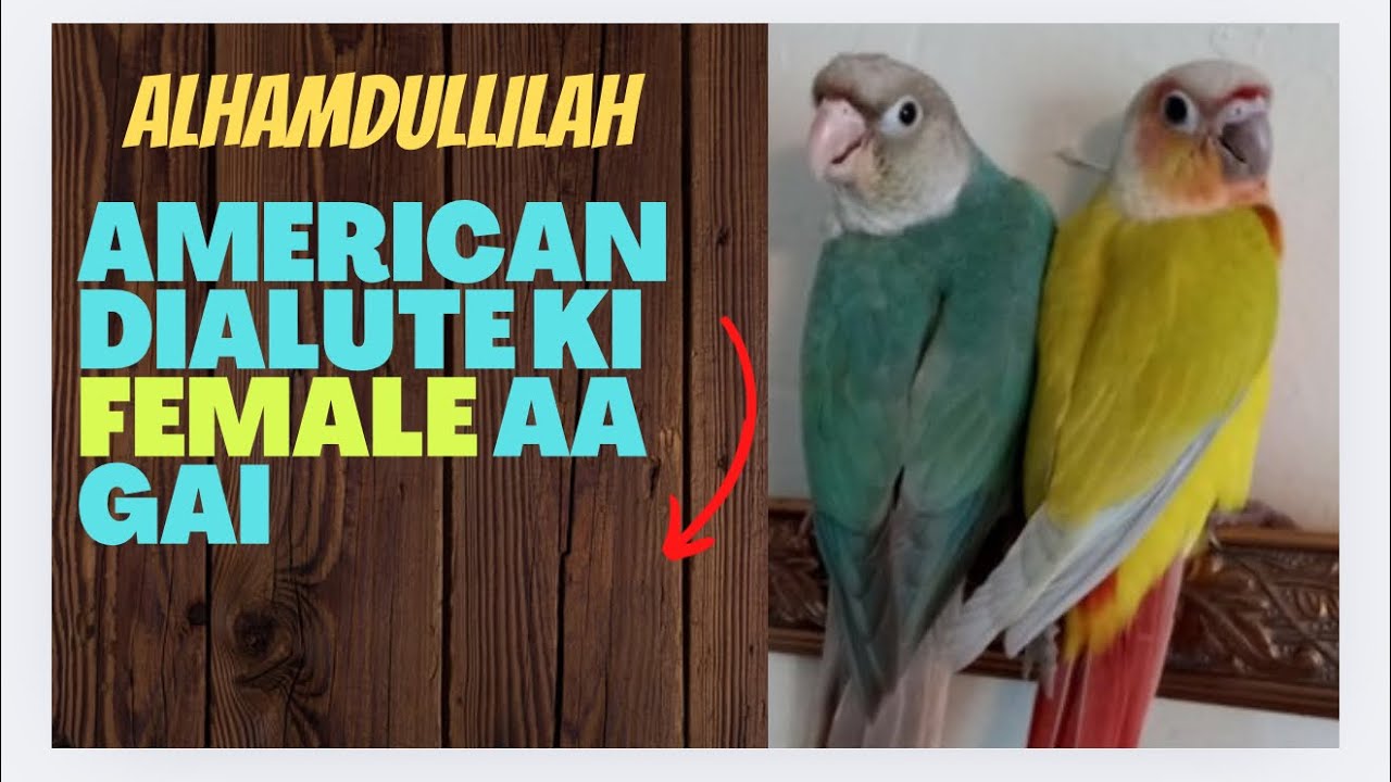 American Dialute Ki Female Lay Aye Or Wo Lar Paray 😞
