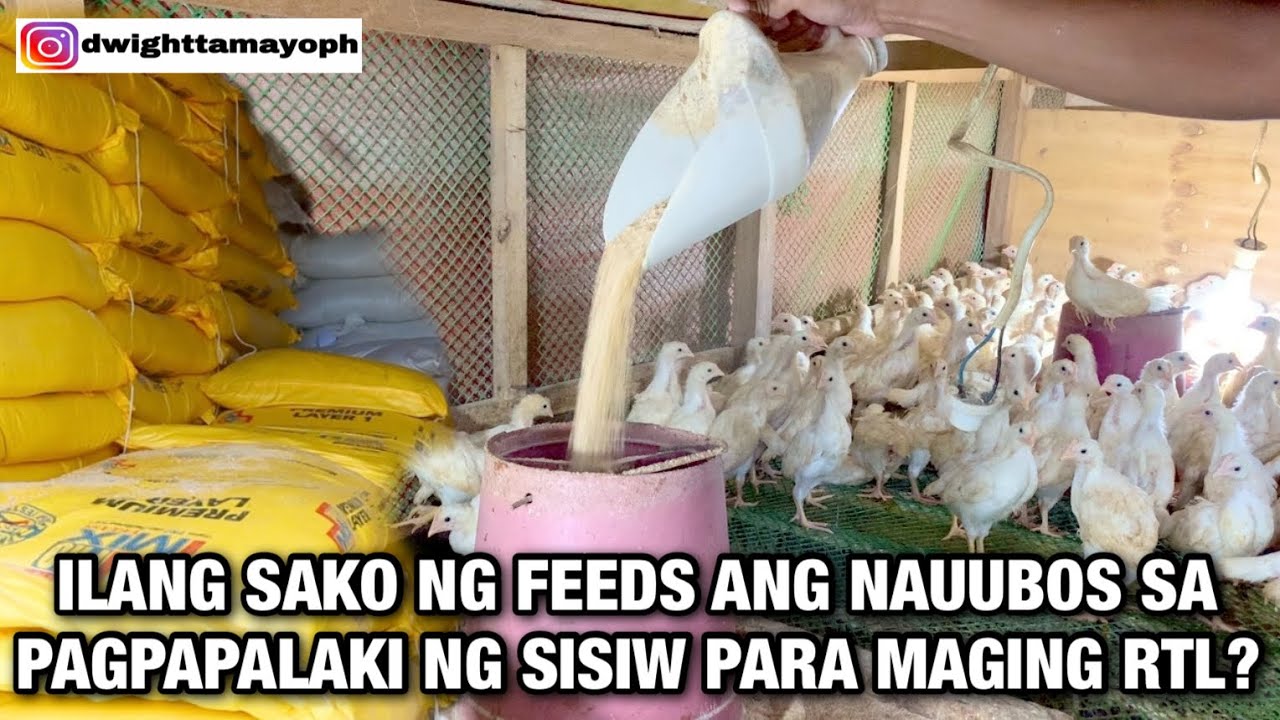 ILANG SAKO NG FEEDS ANG NAUUBOS SA PAGPAPALAKI NG SISIW PARA MAGING RTL? | DWIGHT TAMAYO