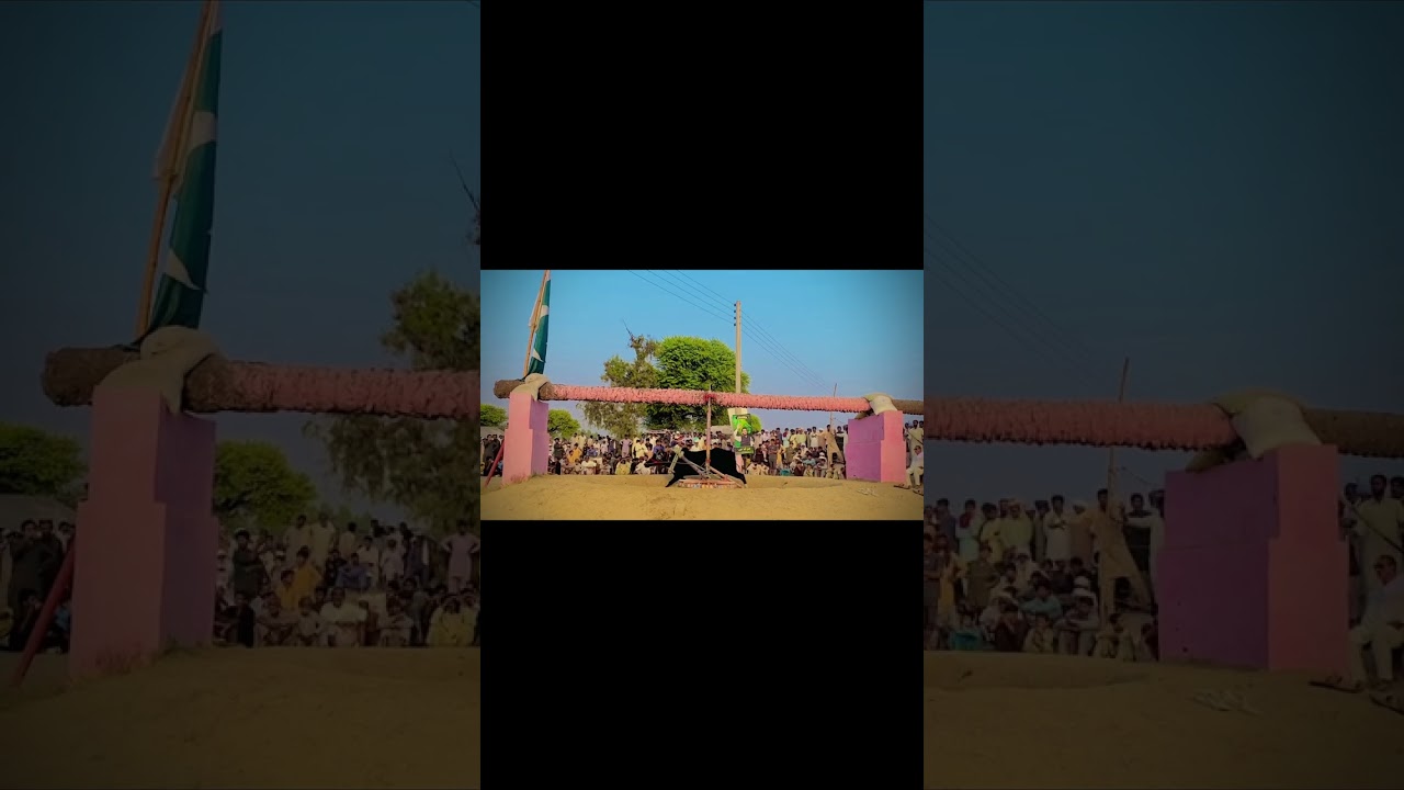 Black Bull #racebull  #bullrrace  #animals  #horse  #newbullrace  #foryou  #youtuber  #abubakar