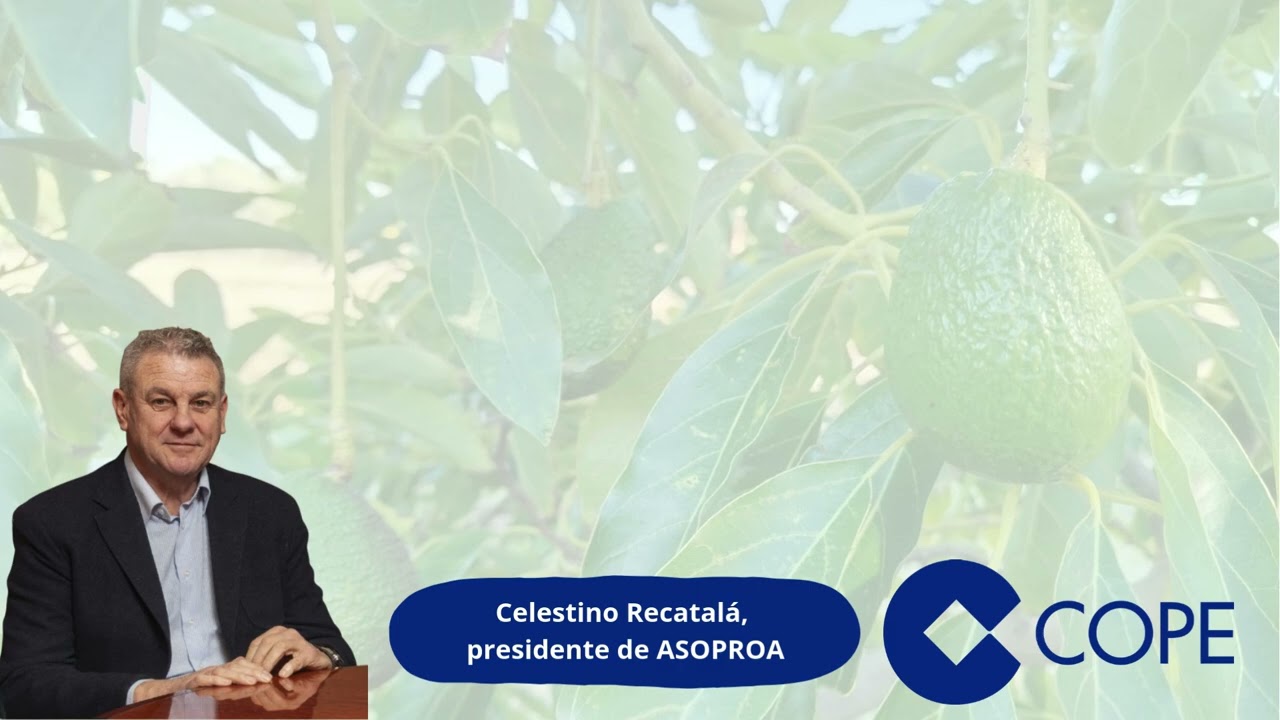 Celestino Recatalá, presidente de ASOPROA, habla en Cadena COPE acerca del robo de aguacates