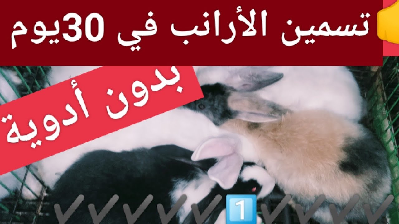 تسمين الأرانب في ٣٠ يوم بدون أدوية حيله وفكرة جديده لازم تنفذها فوراً 👍👍👍👍👍
