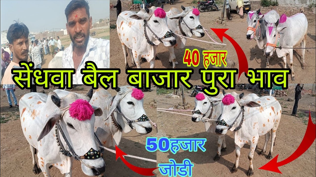 सेंधवा बैल बाजार पुरा भाव देखो बैल बाजार में बैल जोड़ी क्या भाव बिकी वीडियो देखो 