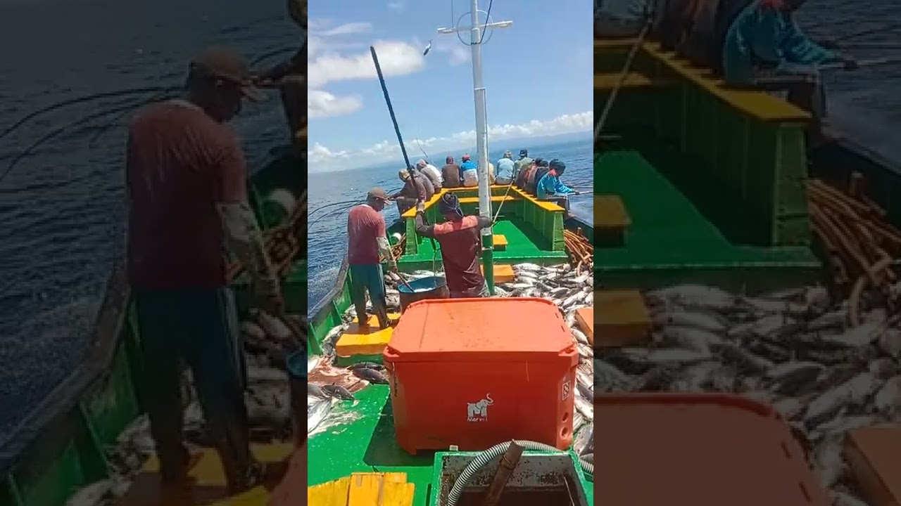 521mancing cakalang #maluku utara