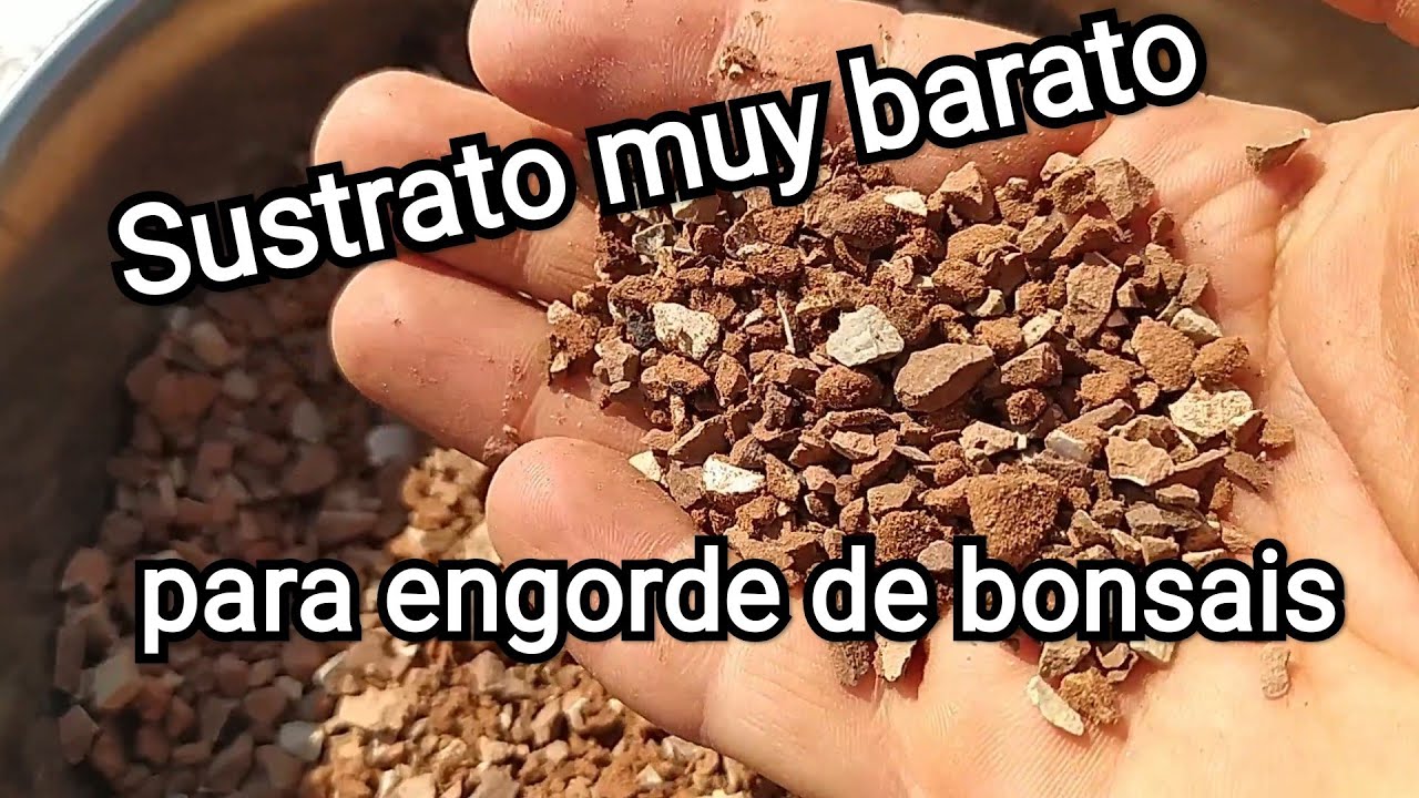 Éste es el sustrato que estoy usando para engorde de bonsáis. testillo