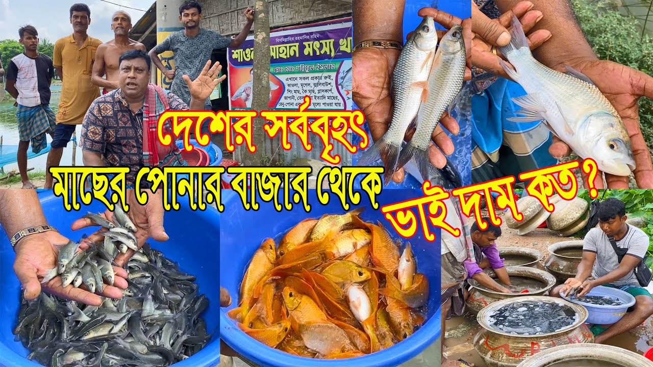 দেশের সর্ববৃহৎ মাছের পোনার বাজার থেকে ভিন্ন ভিন্ন মাছের পোনার দাম ও চাষের পদ্ধতি সম্পর্কে বিস্তারিত।