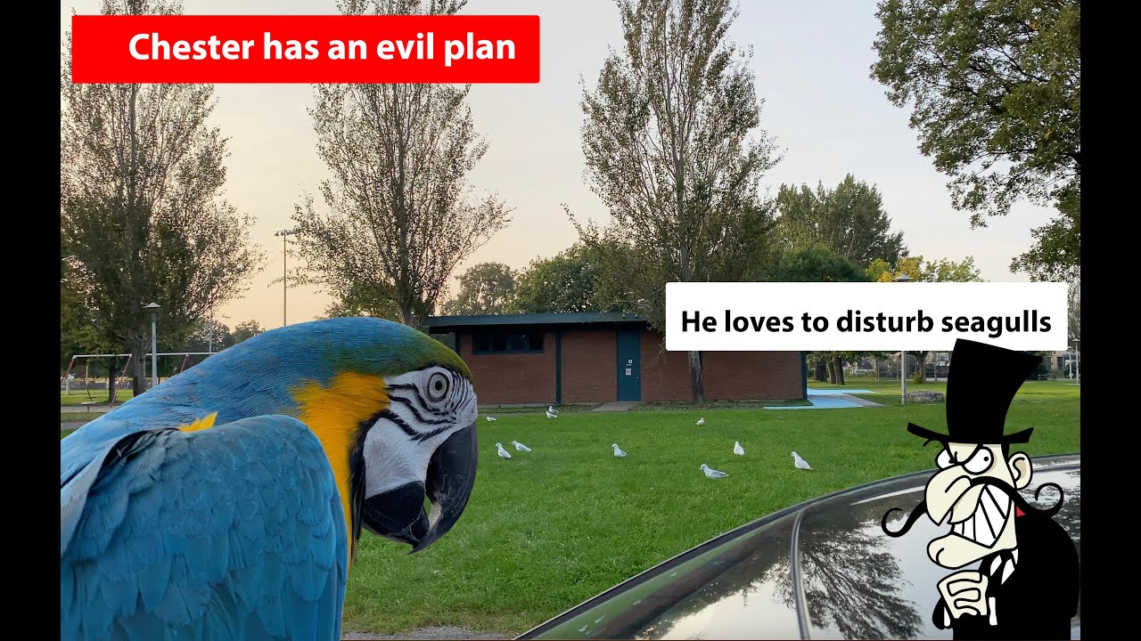 Chester loves to disturb the peace 😂