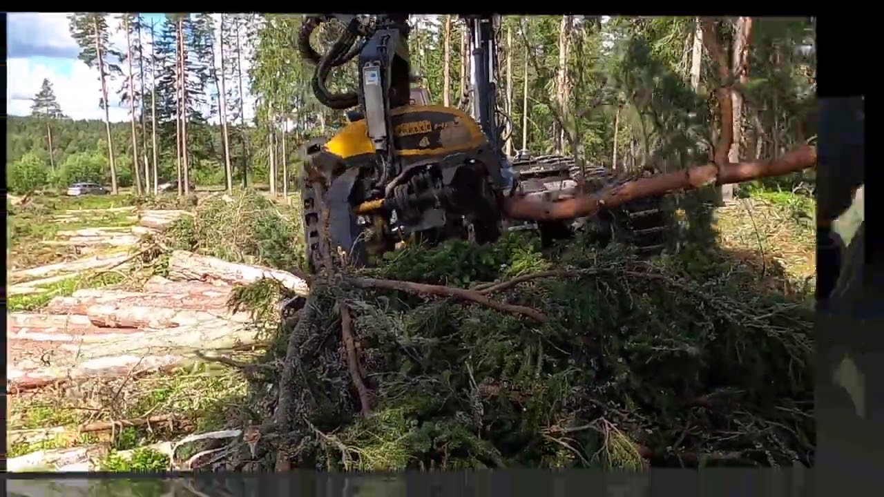 Ponsse Bear in Action