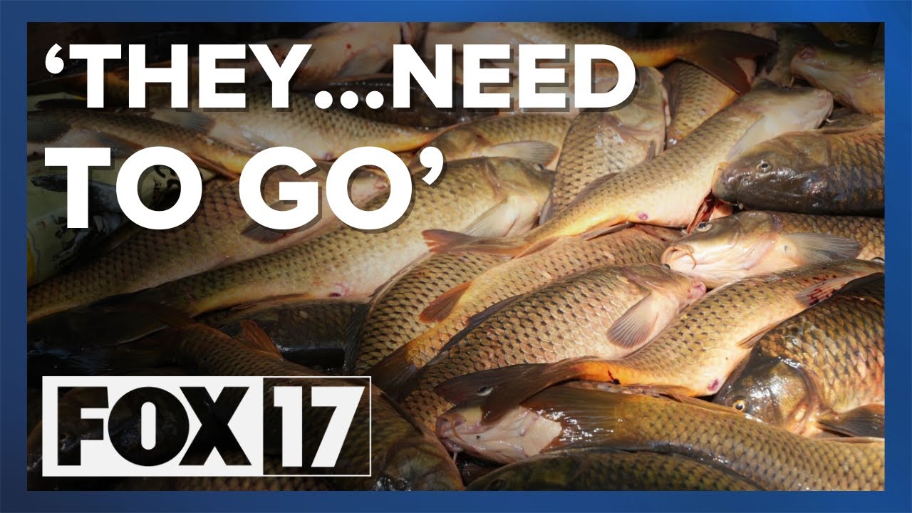 Hundreds of carp pulled from Hess Lake as part of water restoration project