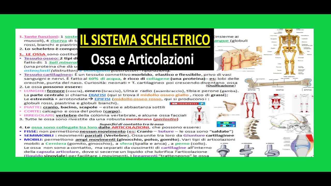 ✅ SISTEMA SCHELETRICO 1 - OSSA E ARTICOLAZIONI riassunto semplice