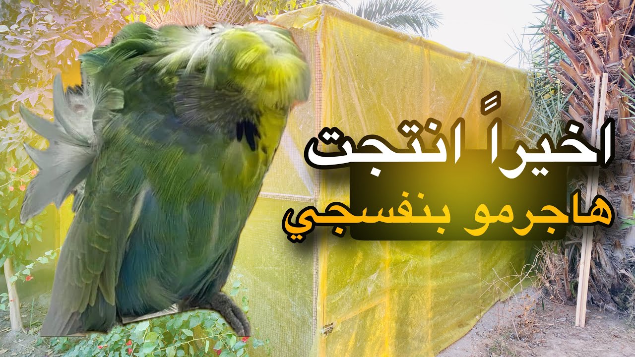 اخيراً انتاج الهاجرمو البنفسجي 💜🔥 غلفت المحميه
