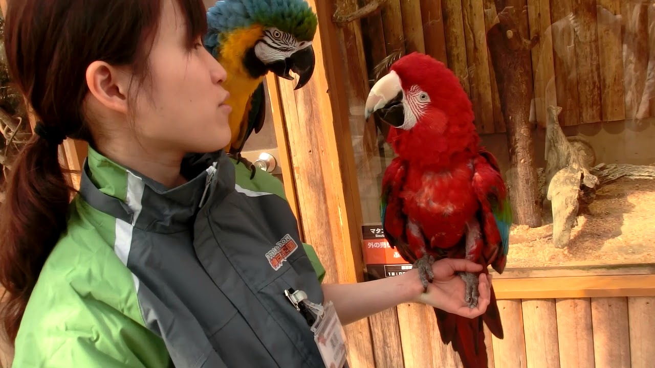神戸どうぶつ王国　かしこいコンゴウインコ