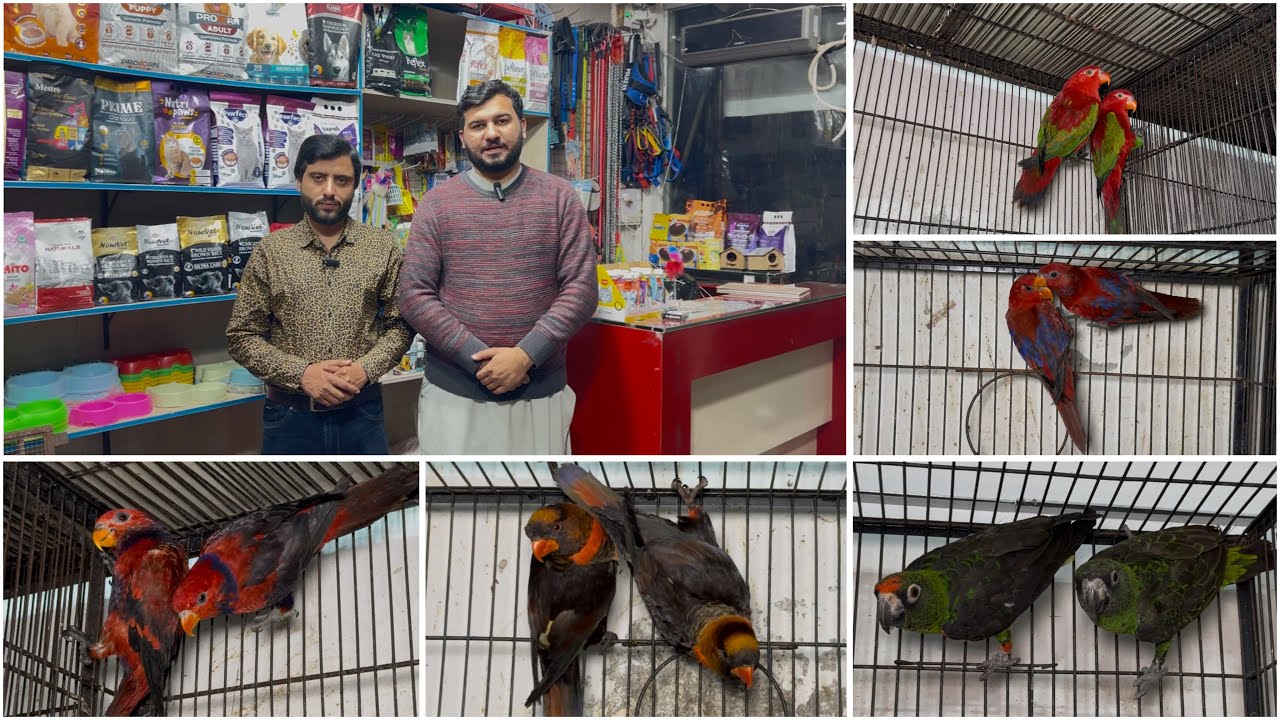Sunday Birds Market Multan Birds Market Multan 17 January 2026 | Amman Khan | unique birds  |