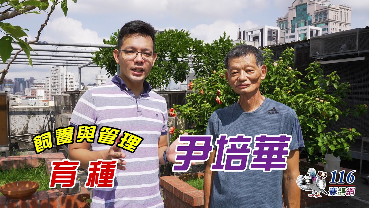 【育種分享】賽鴿育種 - 尹培華丨【Feeding and Management#10】racing pigeon breeding - Foto Yin
