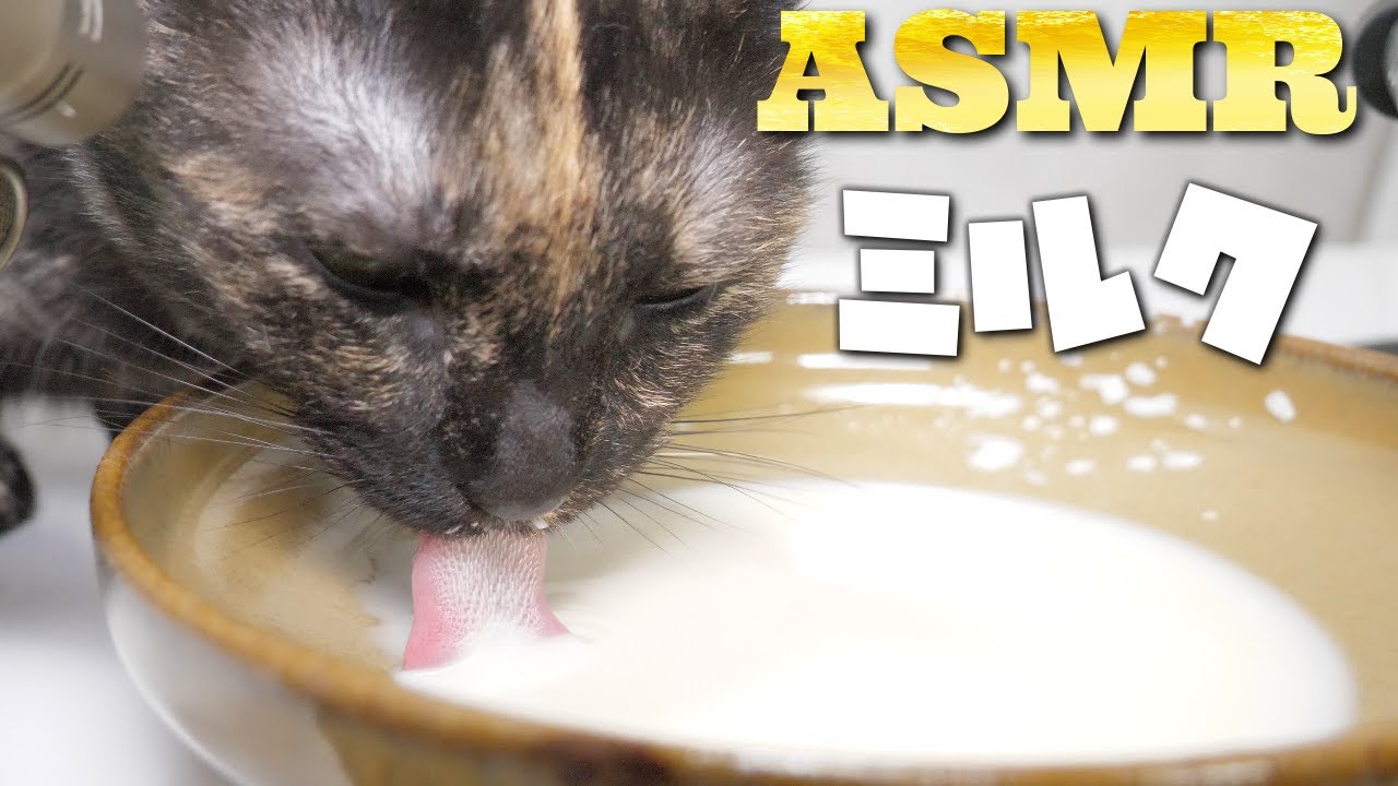 【ASMR】Кошка пьет молоко🐈🥛🎧