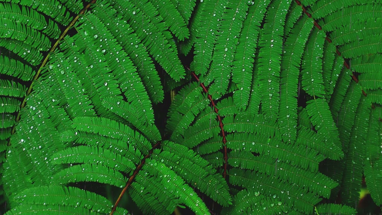 30-Minute Mindful Escape – Soft Rain & Meditative Music