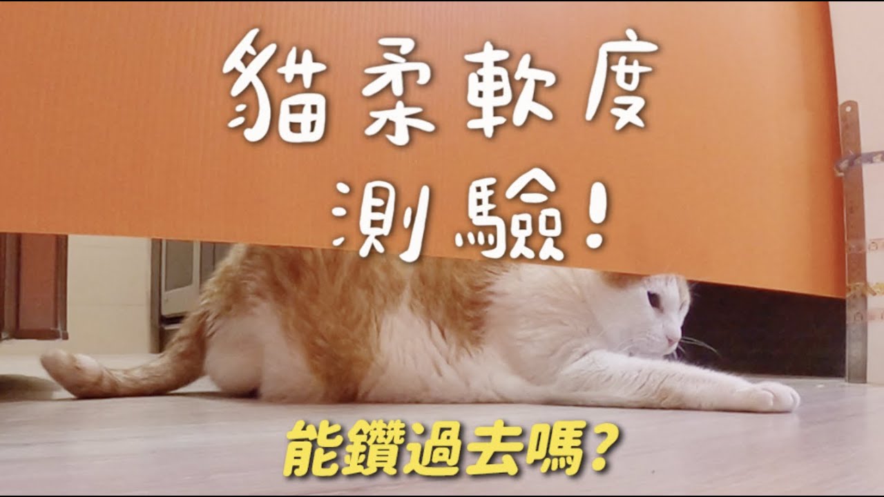 【黃阿瑪的後宮生活】貓柔軟度測驗！能鑽過去嗎？