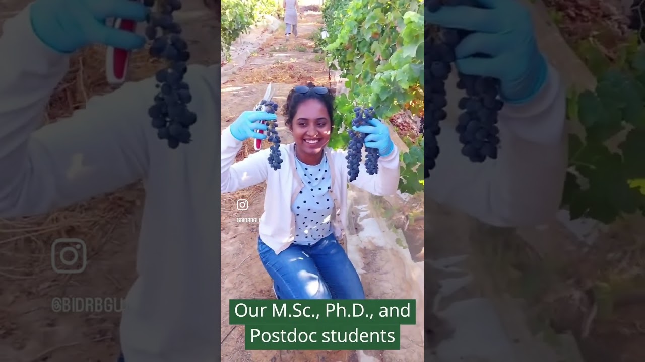 Shabbat Shalom from BGU's Sde Boker Campus: Making Wine in the Negev!
