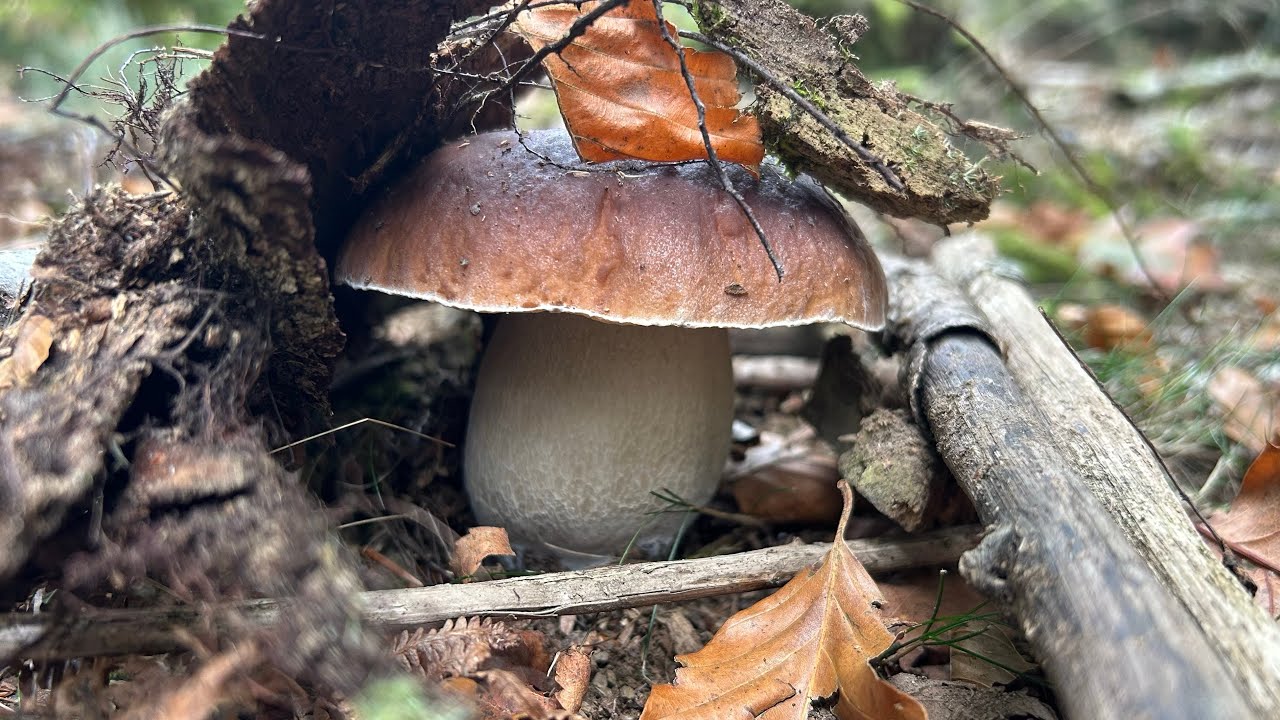 Boletus edulis al borde del camino entre castaños, robles y hayas de octubre de 2025