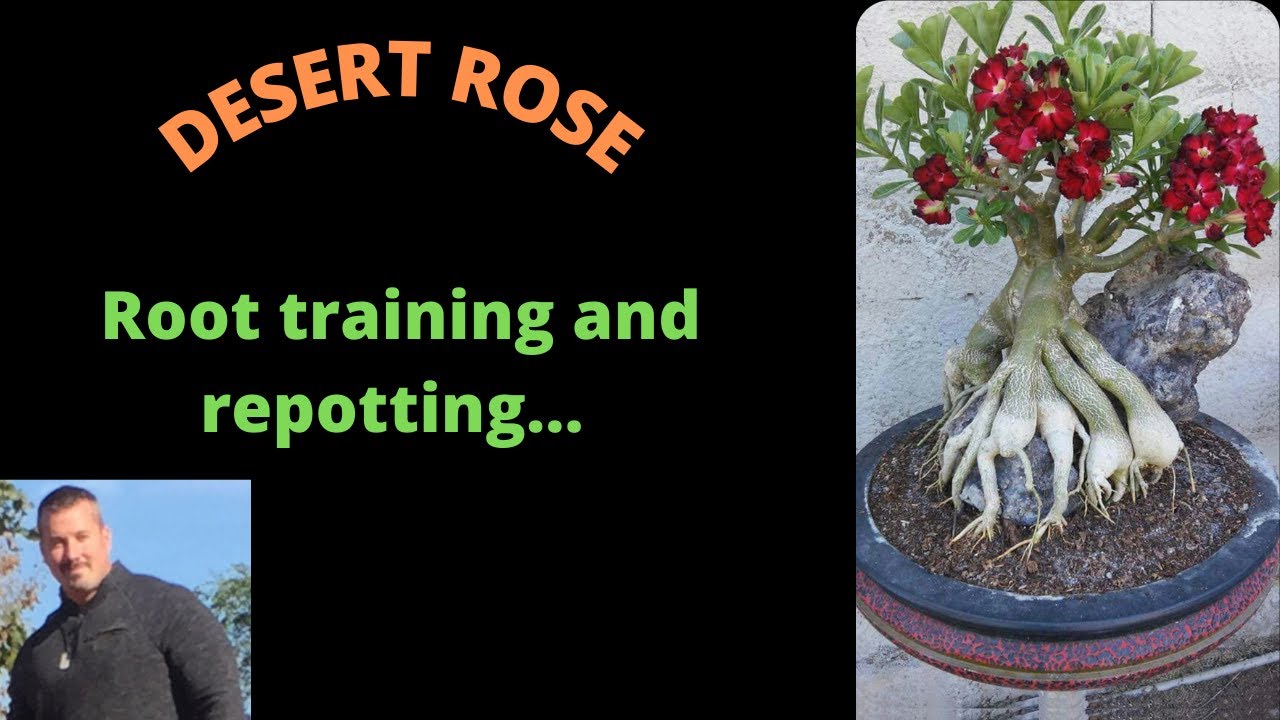 REPOTTING AND ROOT TRAINING A DESERT ROSE