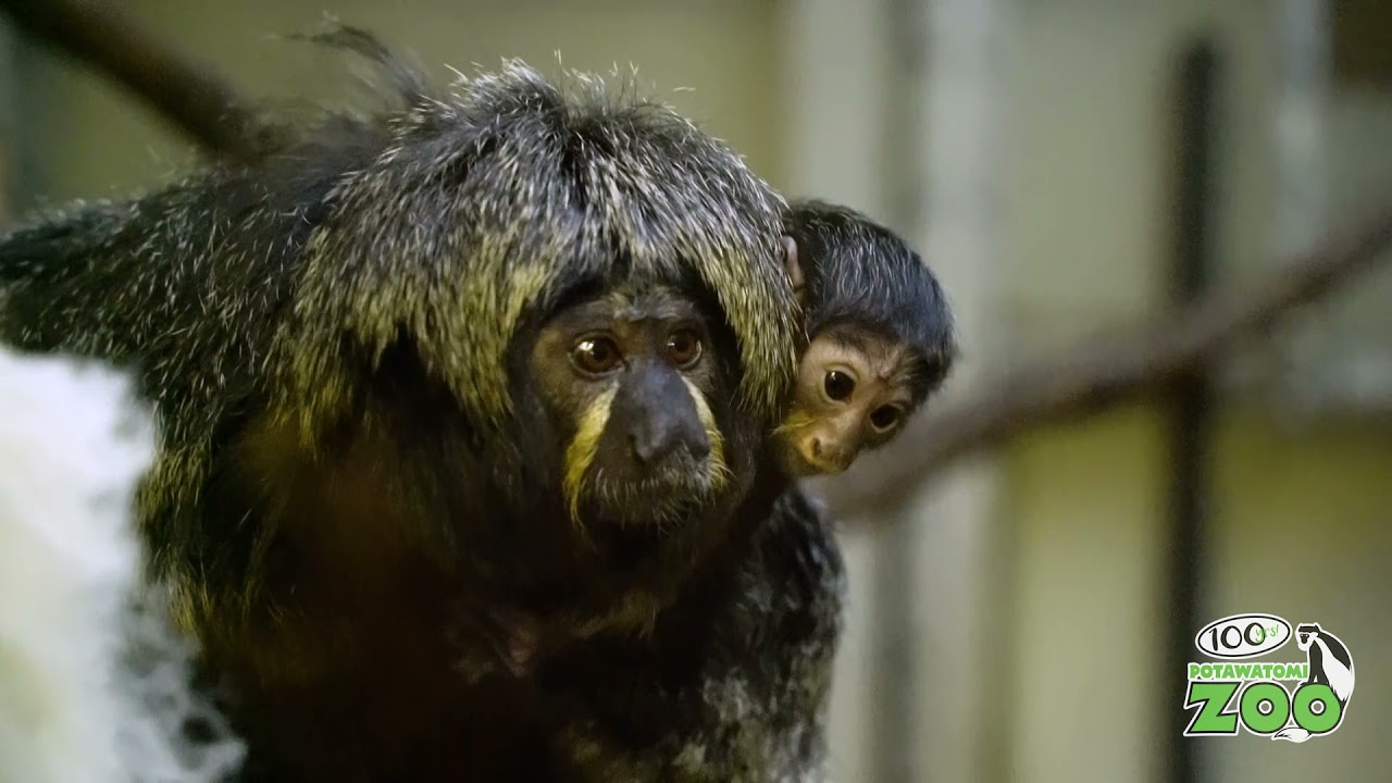White-Faced Saki Monkey Baby