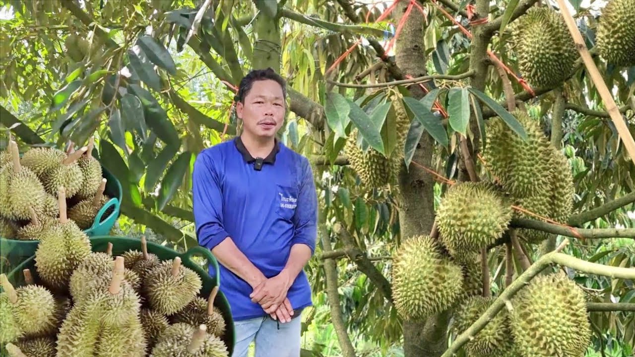 ปลูกทุเรียนวิธีนี้มีแต่ข้อดี..ไม่มีข้อเสีย! #ปลูกทุเรียนกี่ปีคืนทุน ราคาจะตกไหม?