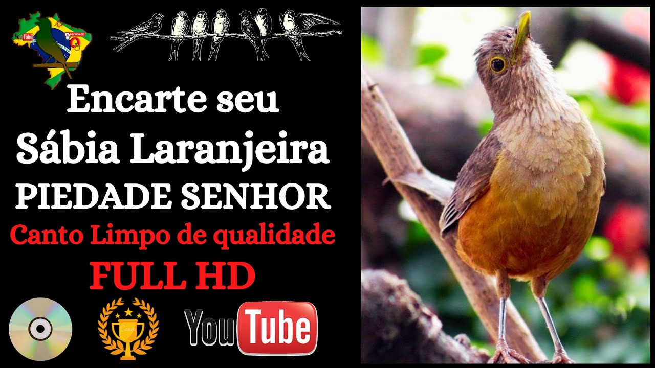 Sabiá Laranjeira Canto Piedade Senhor  PERFEITO (mais lento)