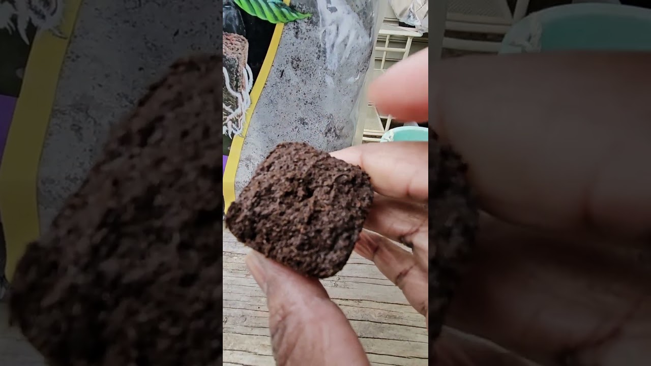 Root Riot Cubes in the Jazzy #Garden #2025 #cubes ##backyardgardening #seeds