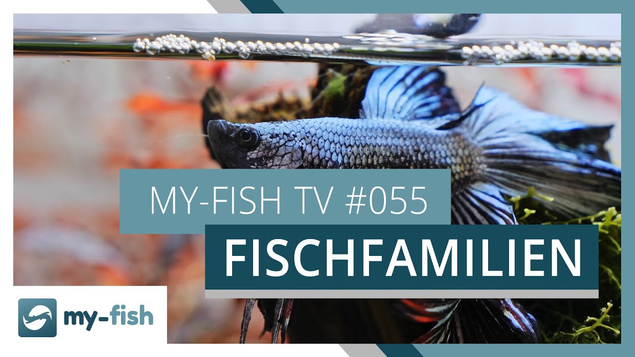 Diese verschiedenen Fischgruppen kannst du im Aquarium halten | my-fish TV