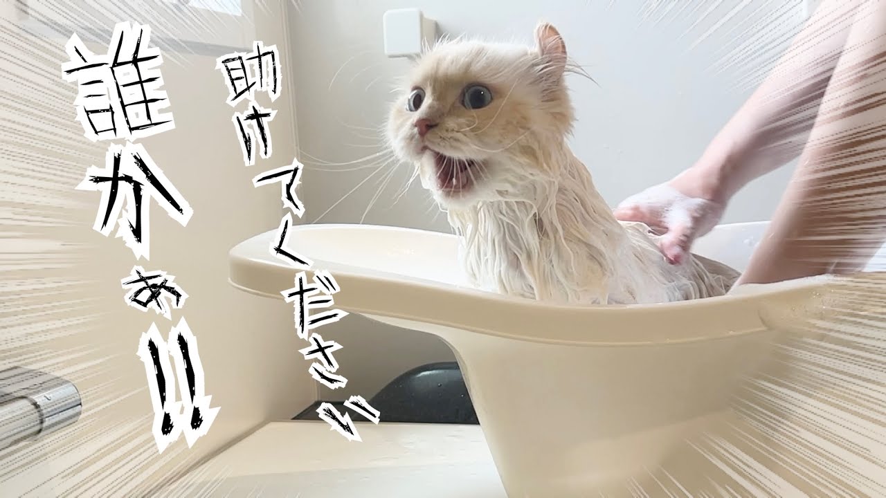 長毛猫3匹をお風呂に入れたらとんでもない事が起きました