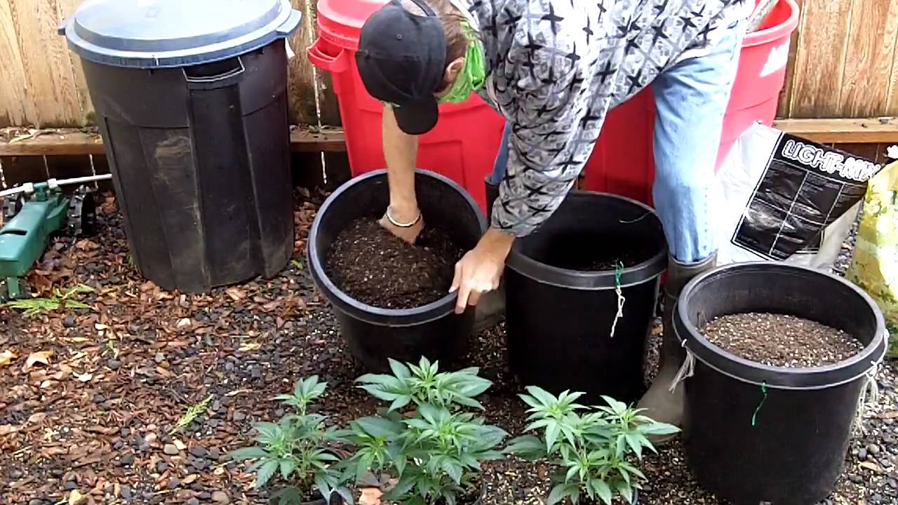 Transplanting.MOV