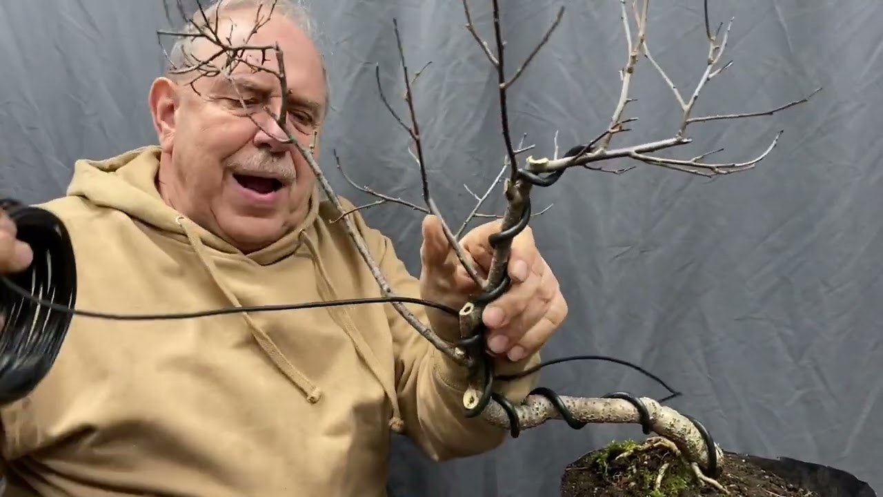 How to Create a Vine Bonsai