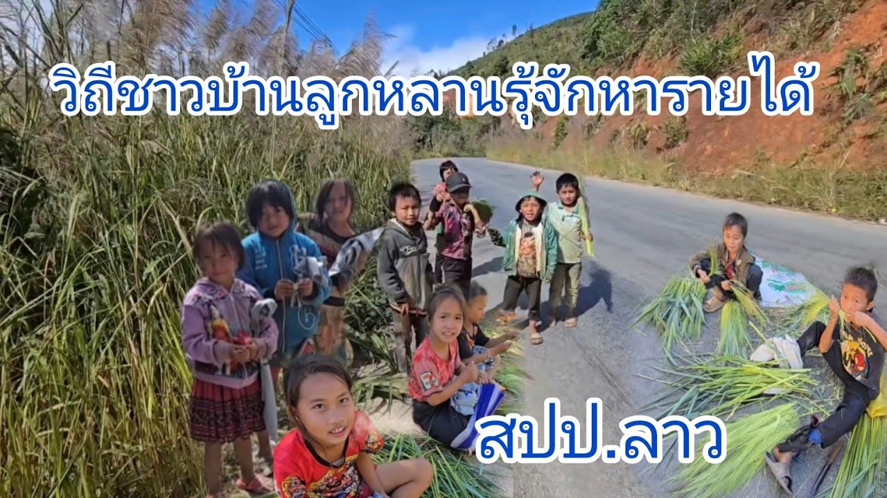 #travel #วิถีชาวบ้าน เด็กๆหารายได้จากเก็บดอกหญ้า เรื่องราวการเดินทางจาก เมืองคูน-ไปเมืองเวียงทอง#ลาว