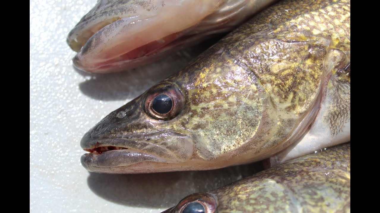 St. Clair River Walleye - Bottom Bouncing