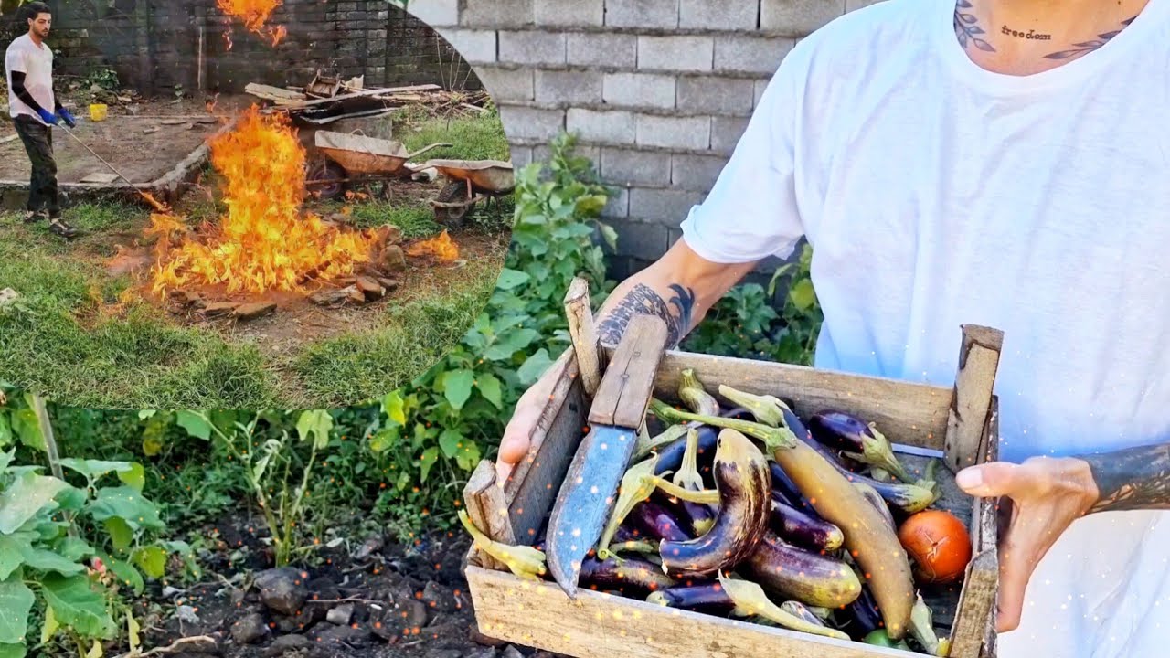 Rural Life Tasks: From Stumps to Fresh Soil + Eggplant Harvest 🪵🍆