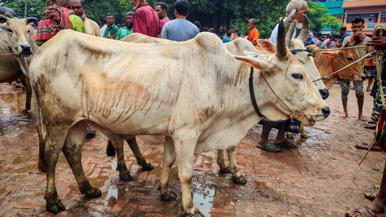জয়পুরহাট নতুন হাটে ইন্ডিয়ান বলদ গরুর ভরপুর আমদানি | দাম ও হাটের হাইলাইটস ২০২৫