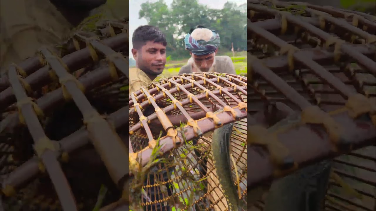 Asian Country Fishing 