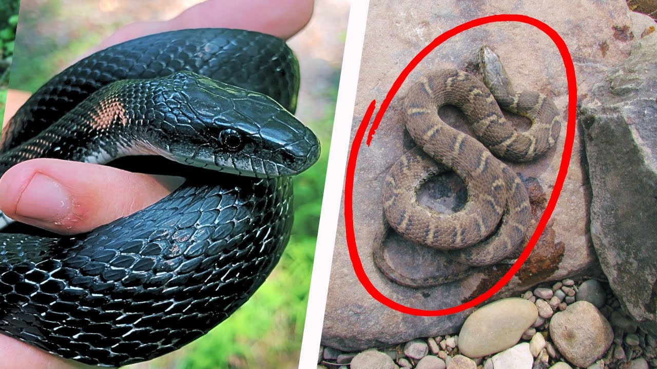 Snake Hunting in Pennsylvania! (Part 2)