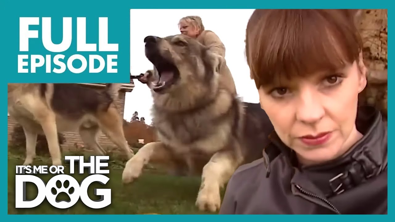 Destructive Dogs Terrorize Neighborhood! Owners Need Help! | Full Episode | It's Me or The Dog