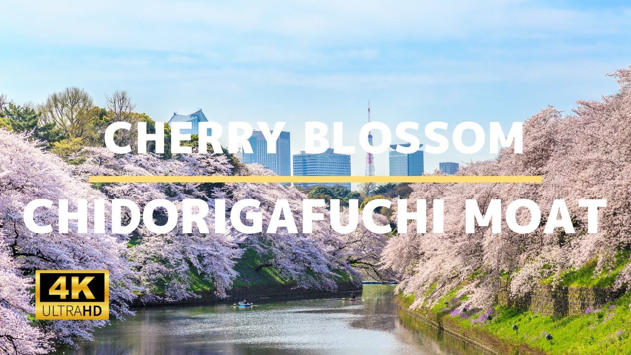Chidorigafuchi Moat (Cherry Blossom) - 4K Virtual Walking Tour In Tokyo | Japan Travel Guide
