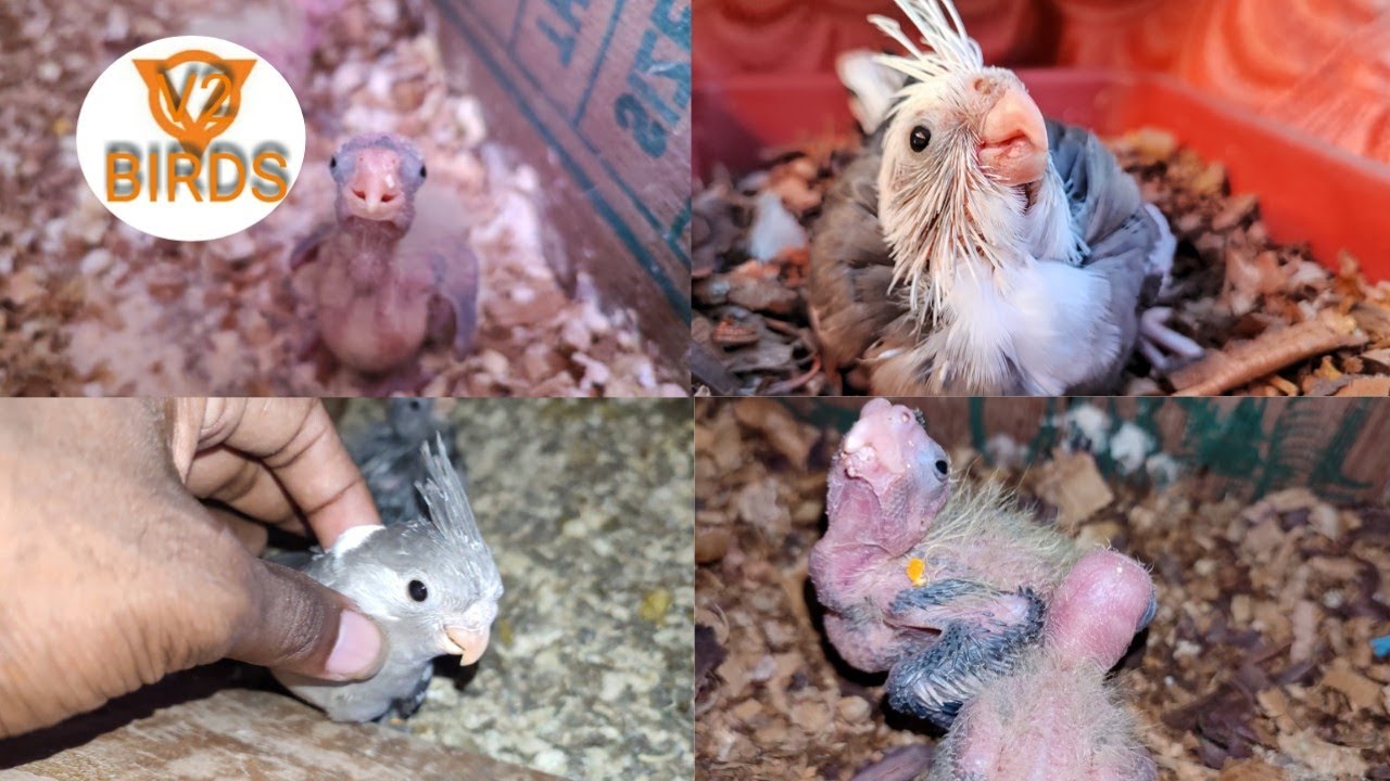 Raising Cockatiel Chicks and Care |Cockatiel Chicks Fast Growth |V2BIRDS|