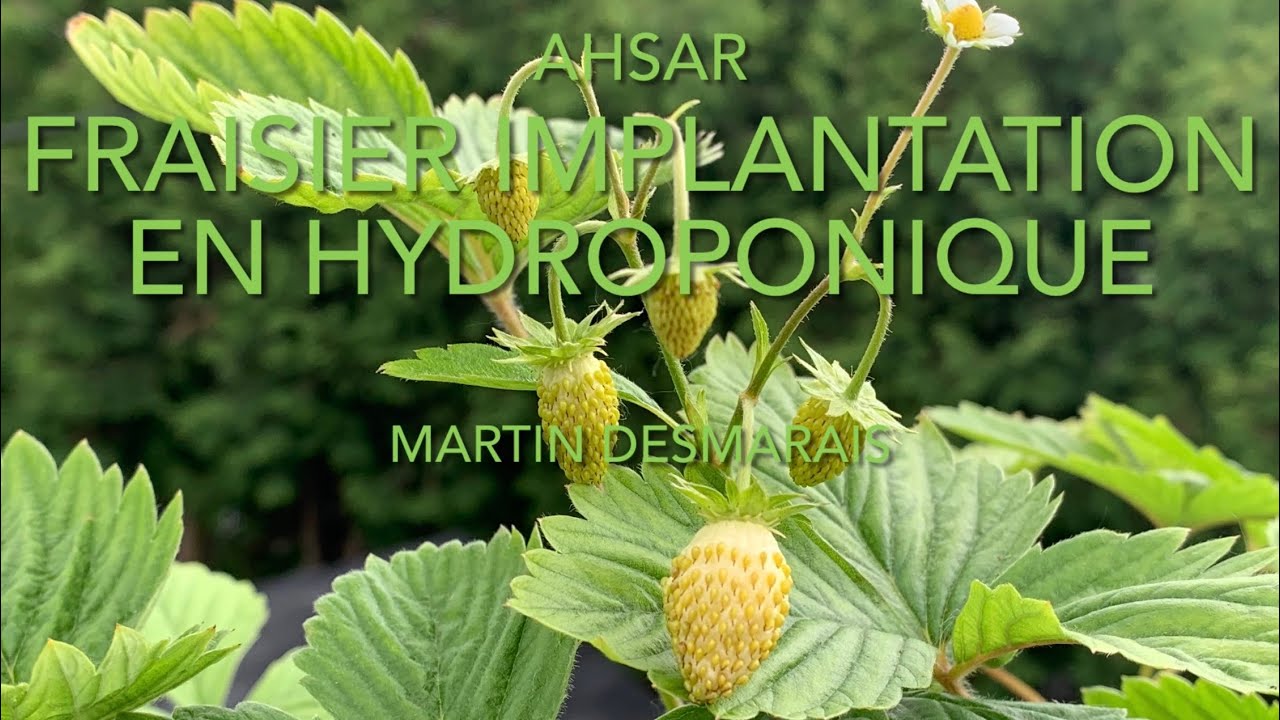 Fraisier, Implantation en hydroponique