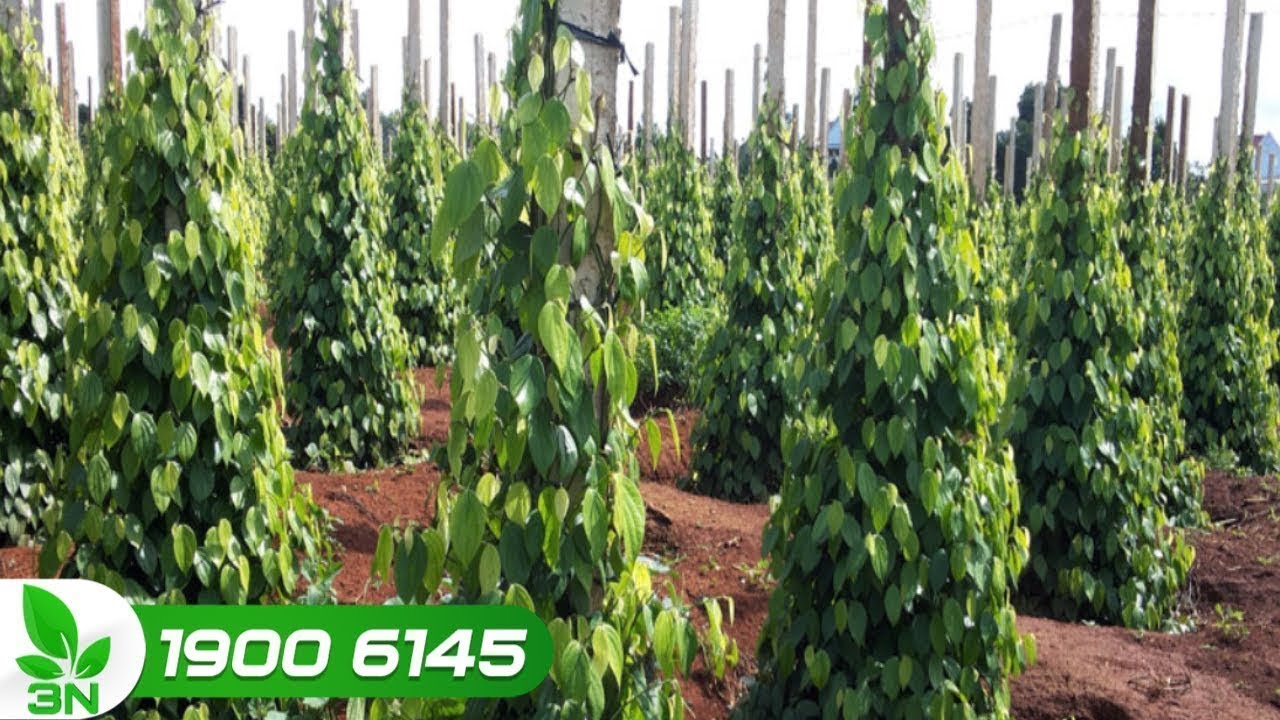 Khắc phục hồ tiêu thối chuỗi quả và cháy đen bìa lá