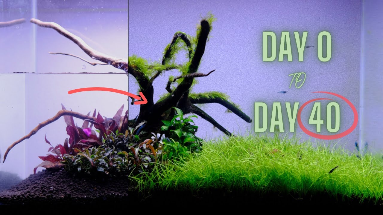 Cycling a Planted Nano Tank - Day 0 to Day 40