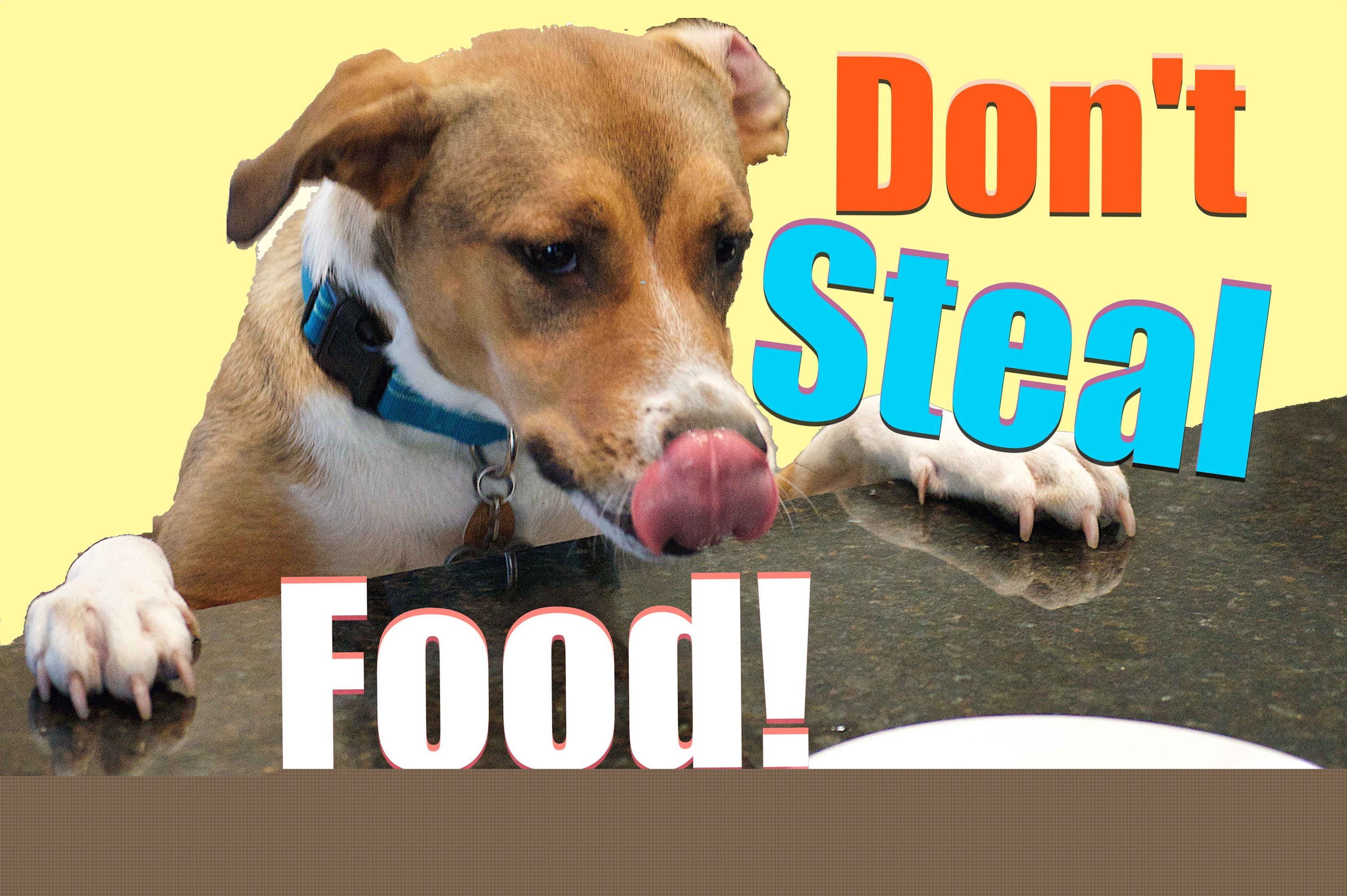 How to train your dog to stop stealing!  Teach Your Dog to LEAVE ANYTHING ALONE Counter Surfing