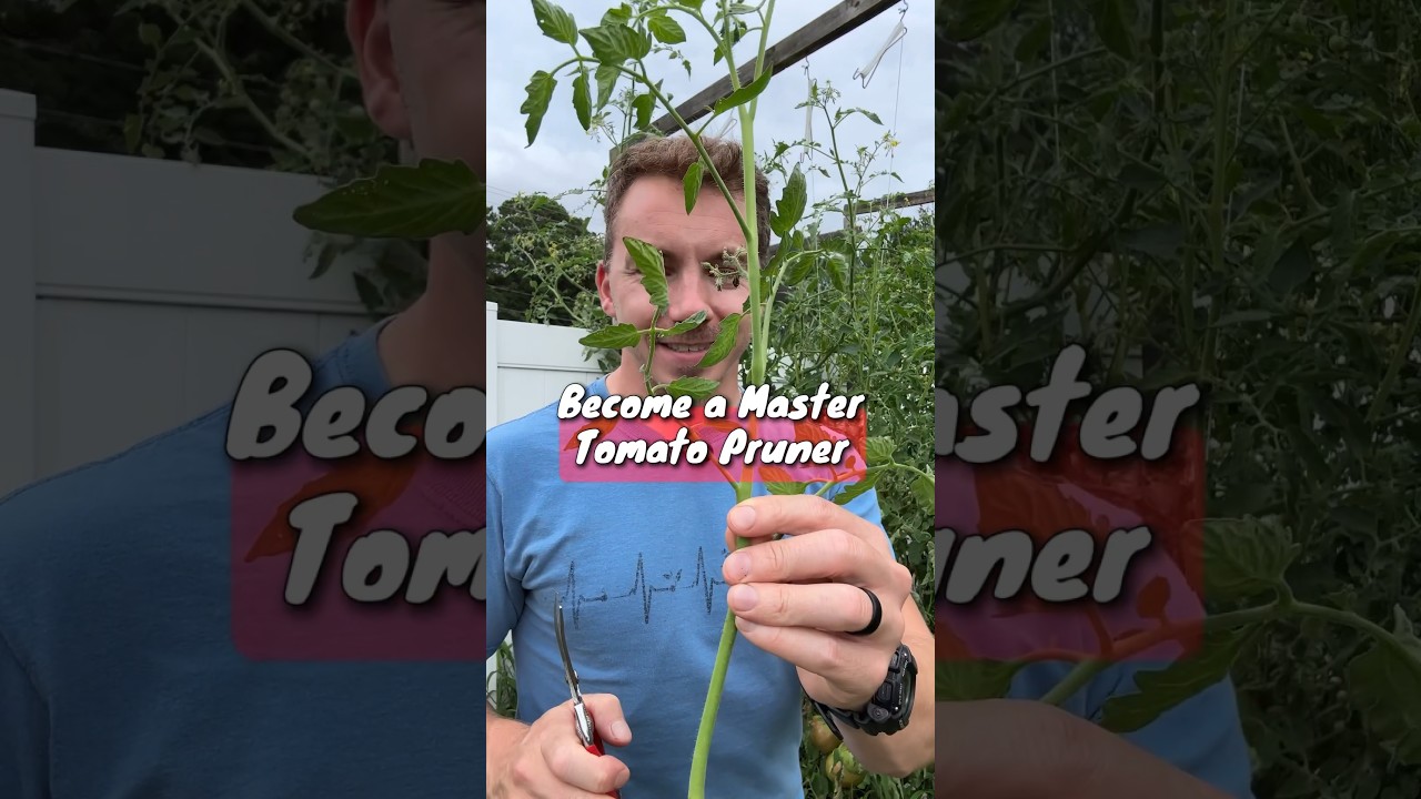 Мастер обрезки томатов ✂️🍅