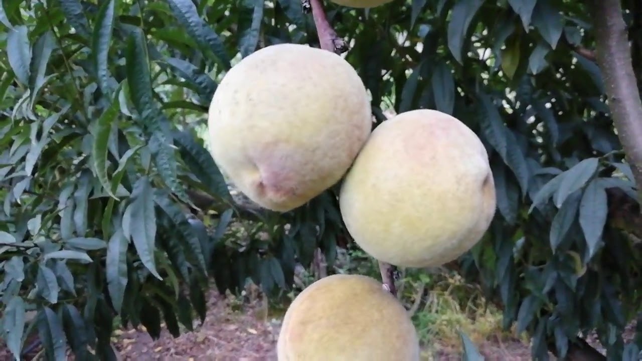 CUÁNDO EMPEZAR A CONTROLAR LA MOSCA DE LA FRUTA EN EL DURAZNO!!
